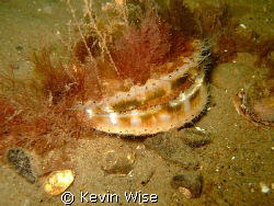 Scallop with camouflage by Kevin Wise 